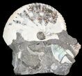Iridescent Discoscaphites Ammonite - South Dakota #44046-1